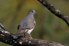 White-tipped Dove