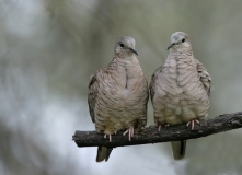 Inca Dove - pair