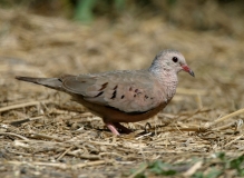 Common Ground Dove