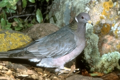 Band-tailed Pigeon