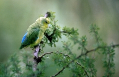 Mexican Parrotlet - northern Mexico
