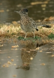 Greater Road Runner - 1