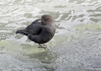 American Dipper