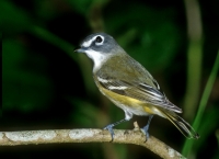 Blue-headed vireo