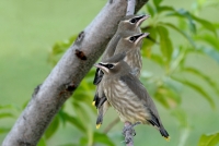 Cedar Waxwing Fledglings - 1