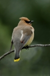 Cedar Waxwing - 2