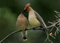 Cedar Waxwing Pair - 3