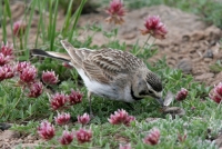 Horned Lark - 2