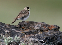 Horned lark - 1
