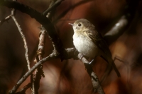 Hutton's Vireo