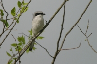 Loggerhead Shrike