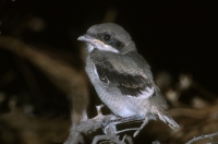 Loggerhead Shrike fledgling