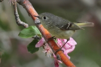 Ruby-crowned Kinglet