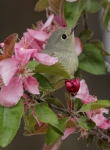 Ruby-crowned Kinglet - 2