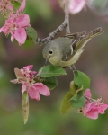 Ruby-crowned Kinglet - 3