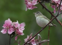 Warbling Vireo - 1