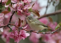 Warbling Vireo - 2