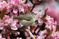 Warbling Vireo - 3