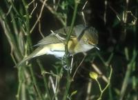 White-eyed Vireo - 1