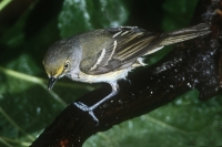 White-eyed Vireo - 2