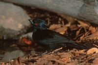 Phainopepla