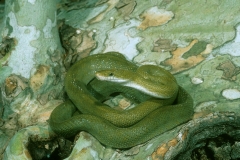 Green Rat Snake
