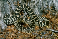 Pine Gopher/Bullsnake