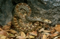 Sonora Gopher Snake