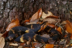 Broad-banded Water Snake