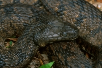 Diamondback Water Snake