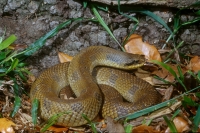 Eastern Hognose Snake