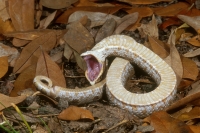 Eastern Hognose Snake