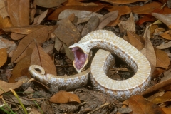 Eastern Hognose Snake