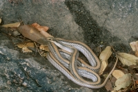 Big Bend Patch-nosed Snake