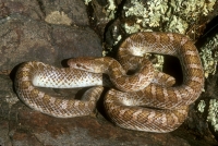 Painted Glossy Snake