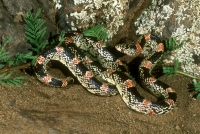 Long-nosed Snake
