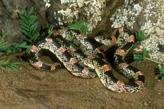 Long-nosed Snake