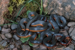 Northwestern Ring-necked Snake-duo