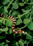 Sonoran Mountain Kingsnake