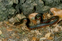 Western Mud Snake