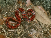 Western Mud Snake