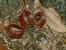 Western Mud Snake