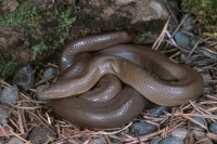 Rubber Boa