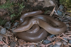 Rubber Boa