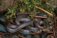 Sharp-tailed Snake
