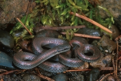 Sharp-tailed Snake
