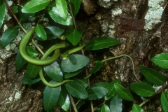 Rough Green Snake