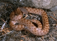 Night Snake