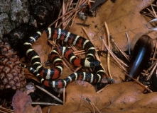 California Mountain King Snake
