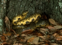 Common Kingsnake
